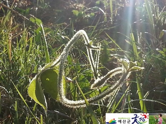 두란농장 이미지
