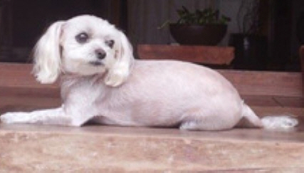 벼리채 이미지