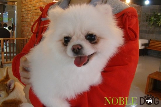 노블도그 이미지