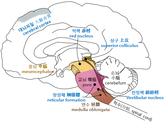 추체로 추체외로 : 음양(陰陽) 관점에서 : 네이버 블로그