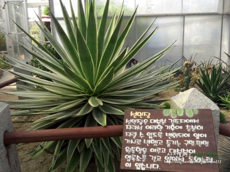 들꽃다육식물 이미지