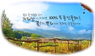 양구토종민들레영농조합 이미지