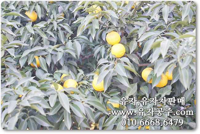 공주청과 이미지