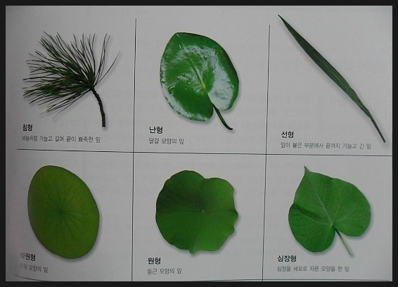 잎의 모양 : 네이버 블로그