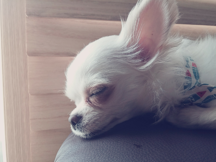 보리사랑 이미지