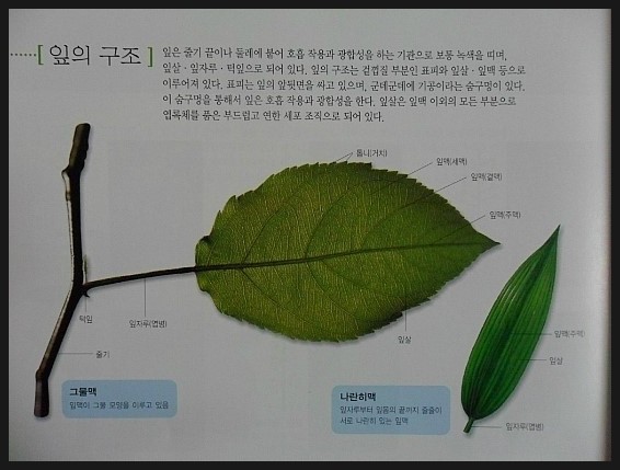 잎의 구조, 잎차례, 식물용어해설 (1) - ㄱ, ㄴ : 네이버 블로그