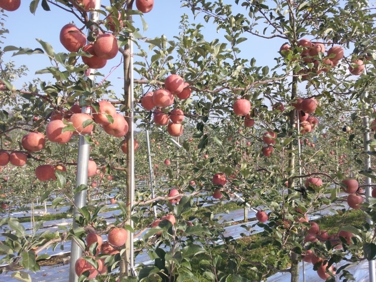 과수원 이미지