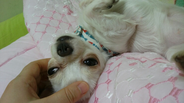 보리사랑 이미지