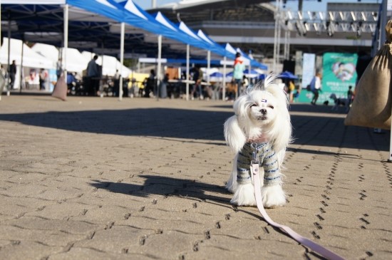 지니벨라 이미지