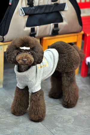 콩이 이미지