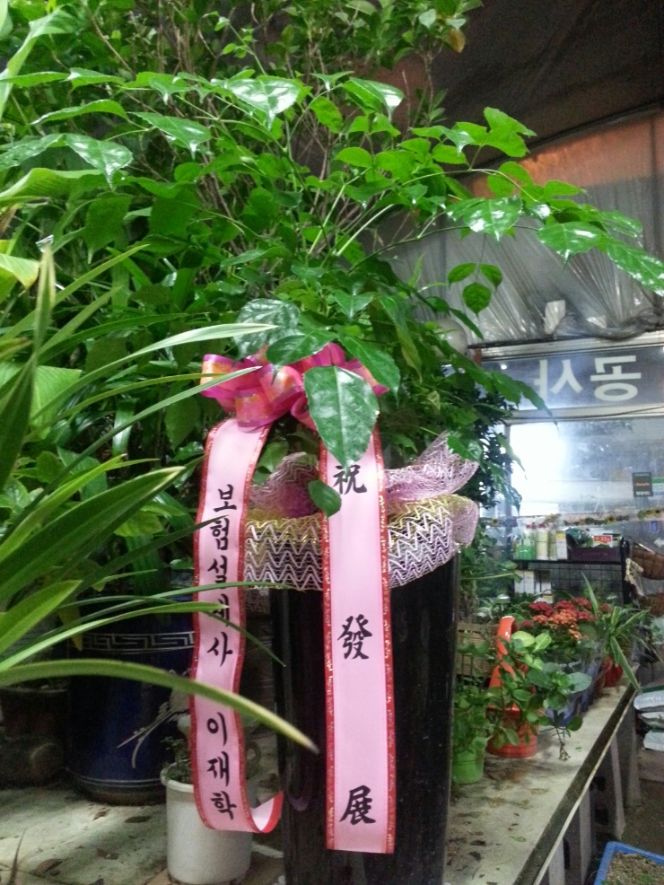 청림화분 이미지