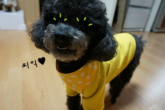 옐로우봉봉 이미지