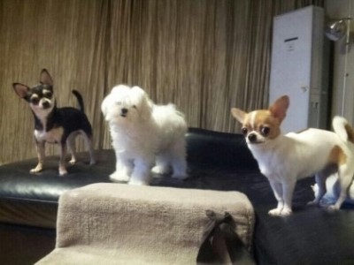 제리집 이미지