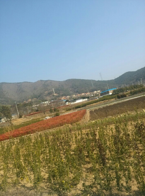 금목수 이미지
