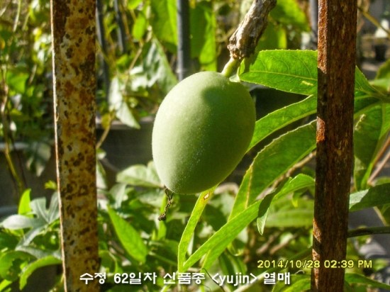 수정열매 이미지