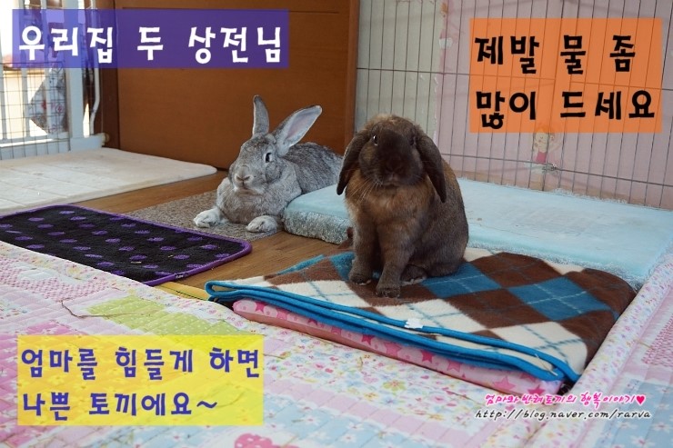 초코PC 이미지