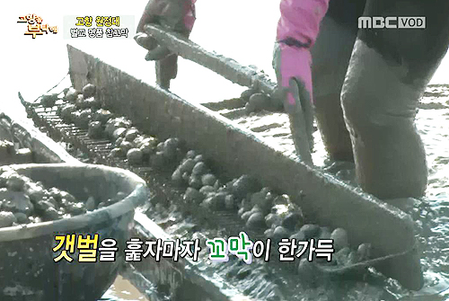 벌교꼬막 이미지