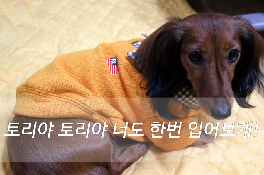 입어보개 이미지