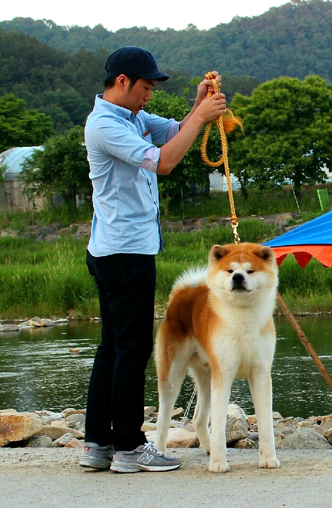 아키타 이미지