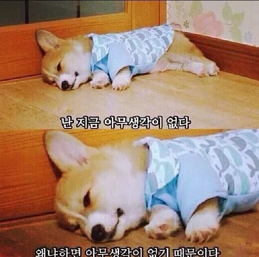 차차 이미지