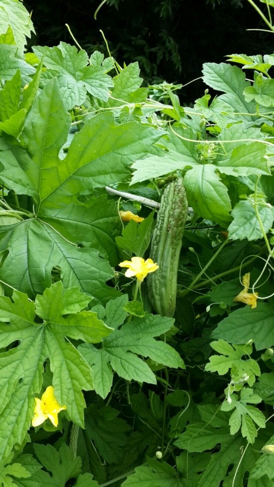 웰빙농원 이미지