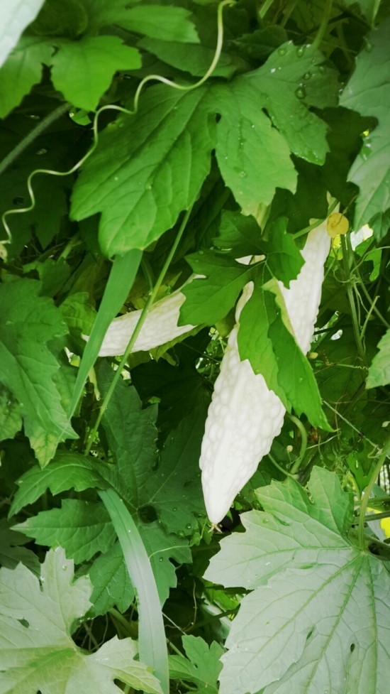웰빙농원 이미지