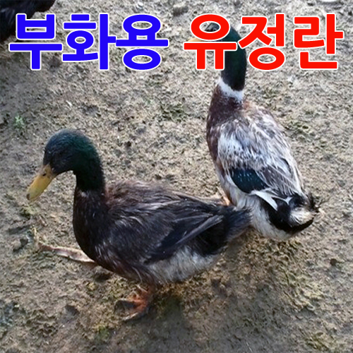 청둥오리 이미지