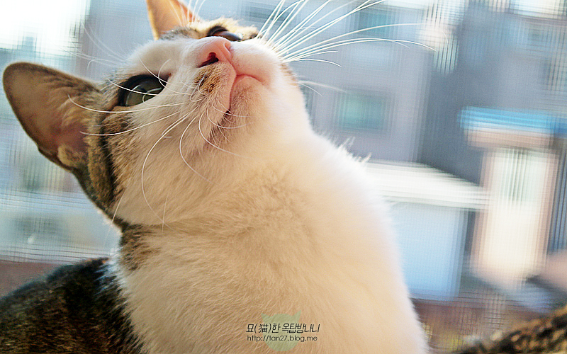 마리젠 이미지