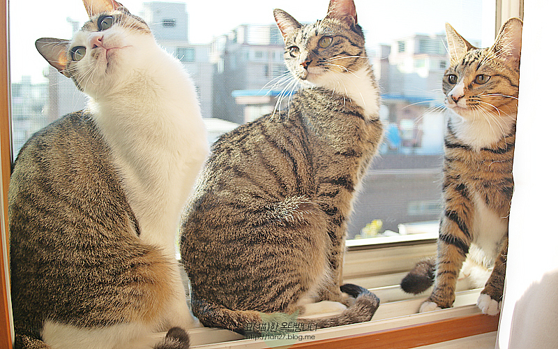 마리젠 이미지