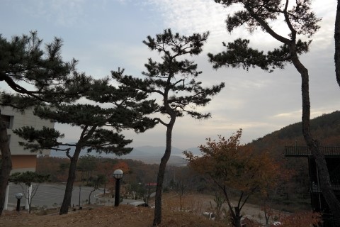 늘보레 이미지
