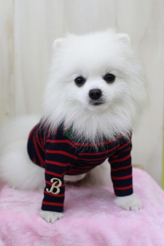 아꼬떼 이미지