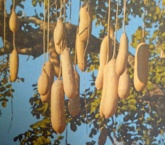 이젤리아 이미지