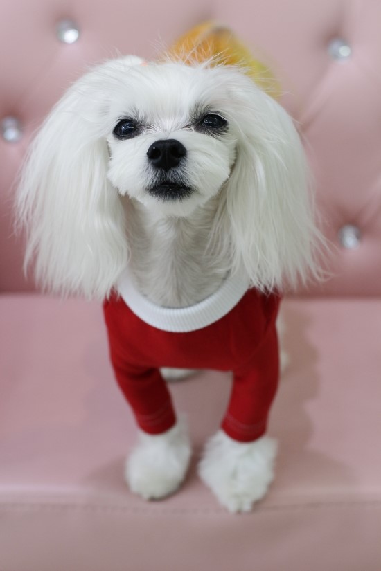 아꼬떼 이미지
