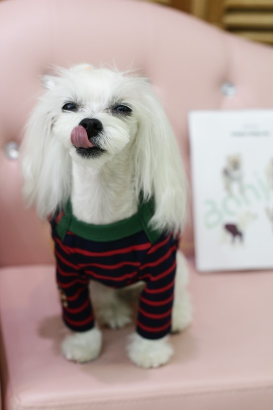 아꼬떼 이미지
