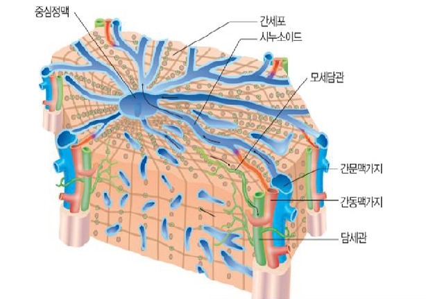 간의 구조와 기능, 역할 : 네이버 블로그