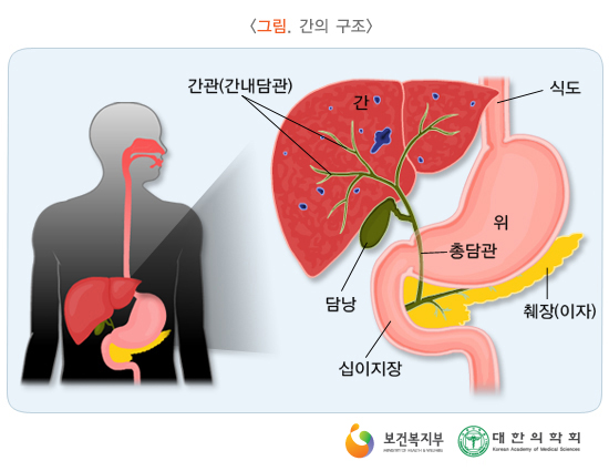 간의 구조와 기능, 역할 : 네이버 블로그