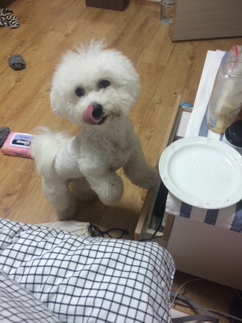 뽀숑폰 이미지