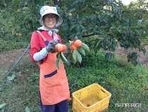 상주유진곶감 이미지