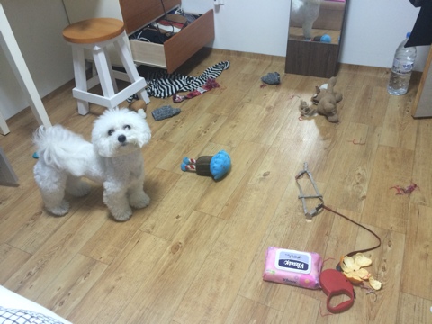 뽀숑폰 이미지