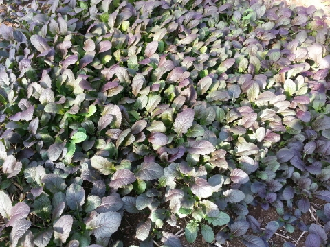 돌산농원 이미지