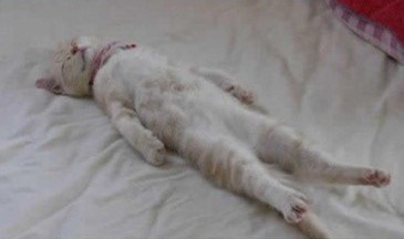 코우 이미지