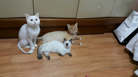 체리네 이미지