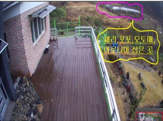 체리포포 이미지