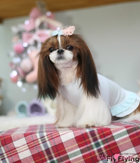 하니하우스 이미지