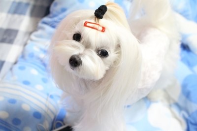 보배네 이미지