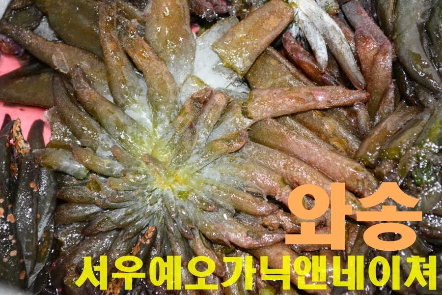 서우식품 이미지