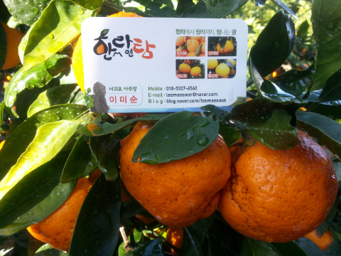 한라앤탐 이미지