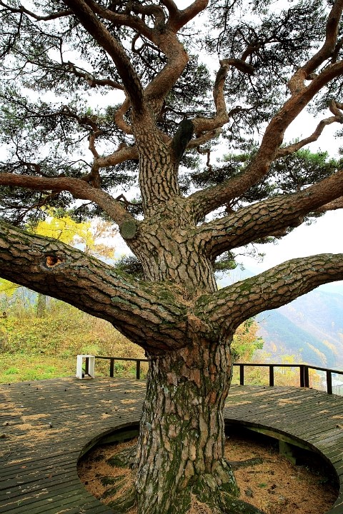 개금약초 이미지