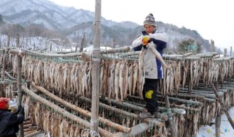 명태새끼 이미지