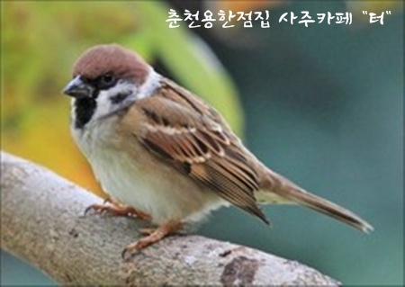 참새까페 이미지